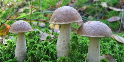 Koliko kuhati vrganje i kako očistiti prije kuvanja